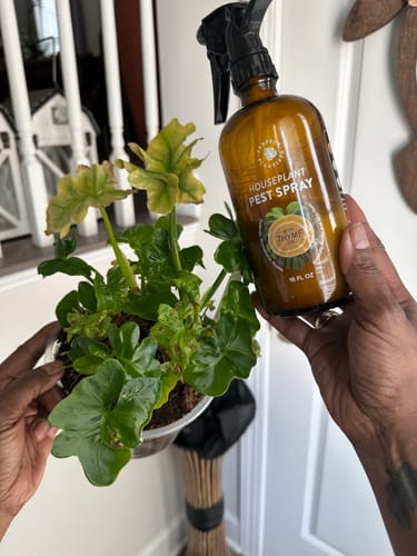 Customer photo review of Houseplant Pest Spray