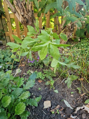 Customer photo review of Prachtklokje - Campanula Persicifolia 'Coerulea' (ook per/m2)