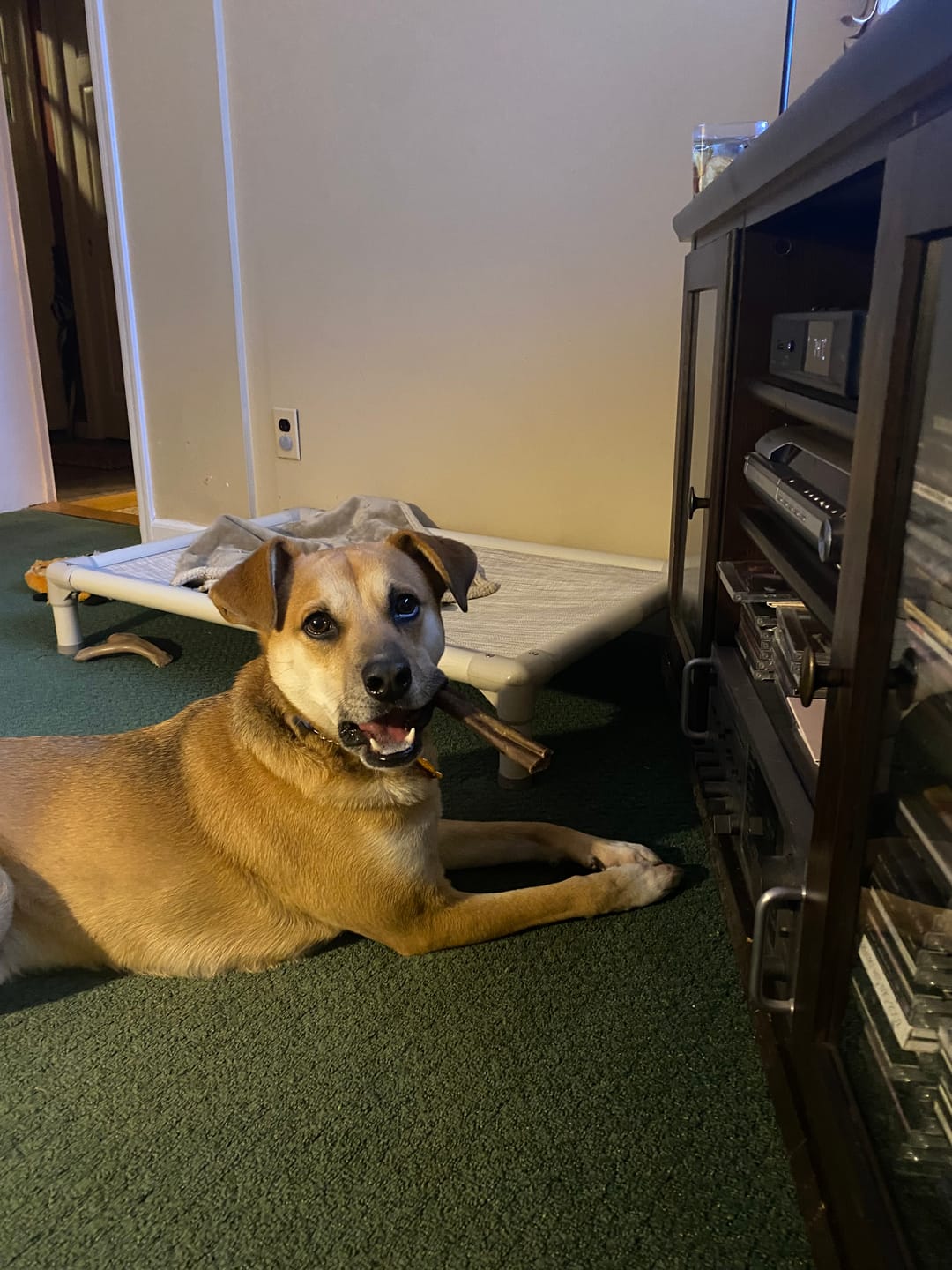 Customer photo review of 6 Inch Jumbo Bully Stick
