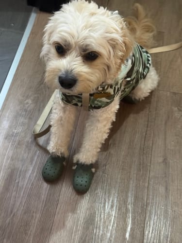 Customer photo review of WagWellies® Mojave