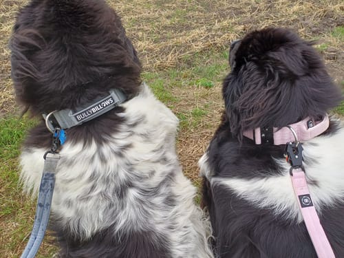 Dawn B. review of 1.2m Herringbone Mini Combat® Lead - Soft Pink image 1 out of 4