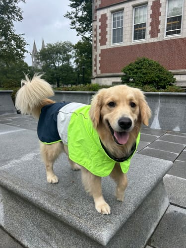 Customer photo review of Breatheshield™ Dog Raincoat  - Lime White Navy