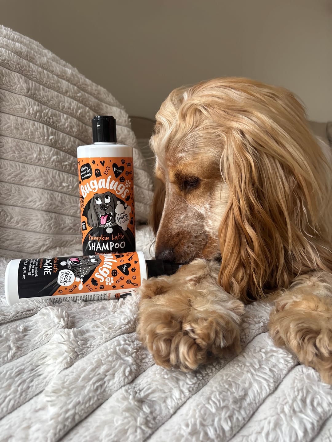 Customer photo review of Spooky Edition: Pumpkin Latte Bundle (Shampoo + Cologne)