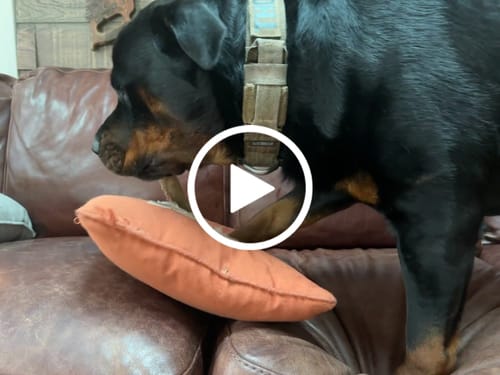 Customer video review of Power Chewer Trial Pack – Built for the Toughest Chewers!