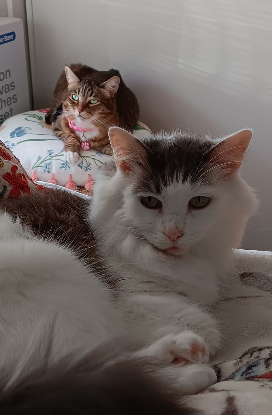Customer photo review of GCP Flea & Tick Natural Defense for Cats - 100 Soft Chews