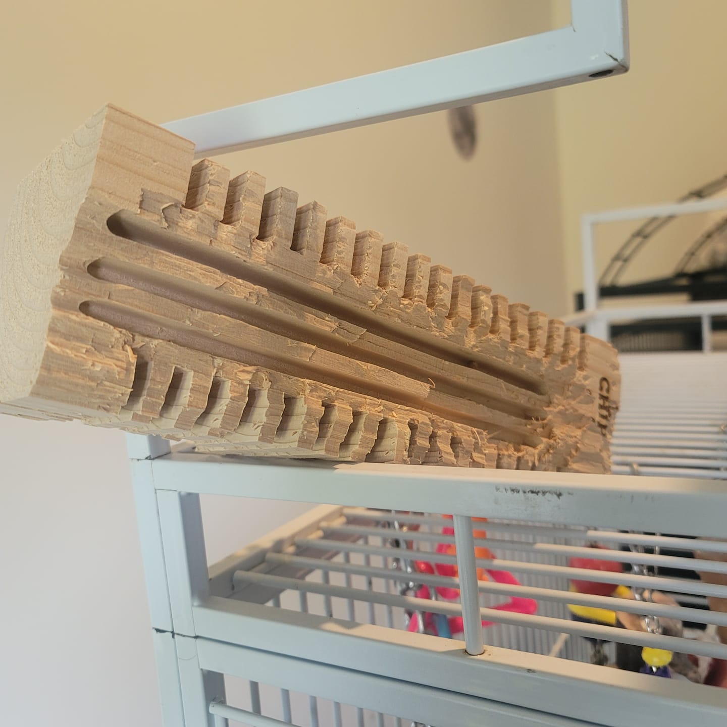 Customer photo review of Big Chippy - The Ultimate Toy For Big Birds