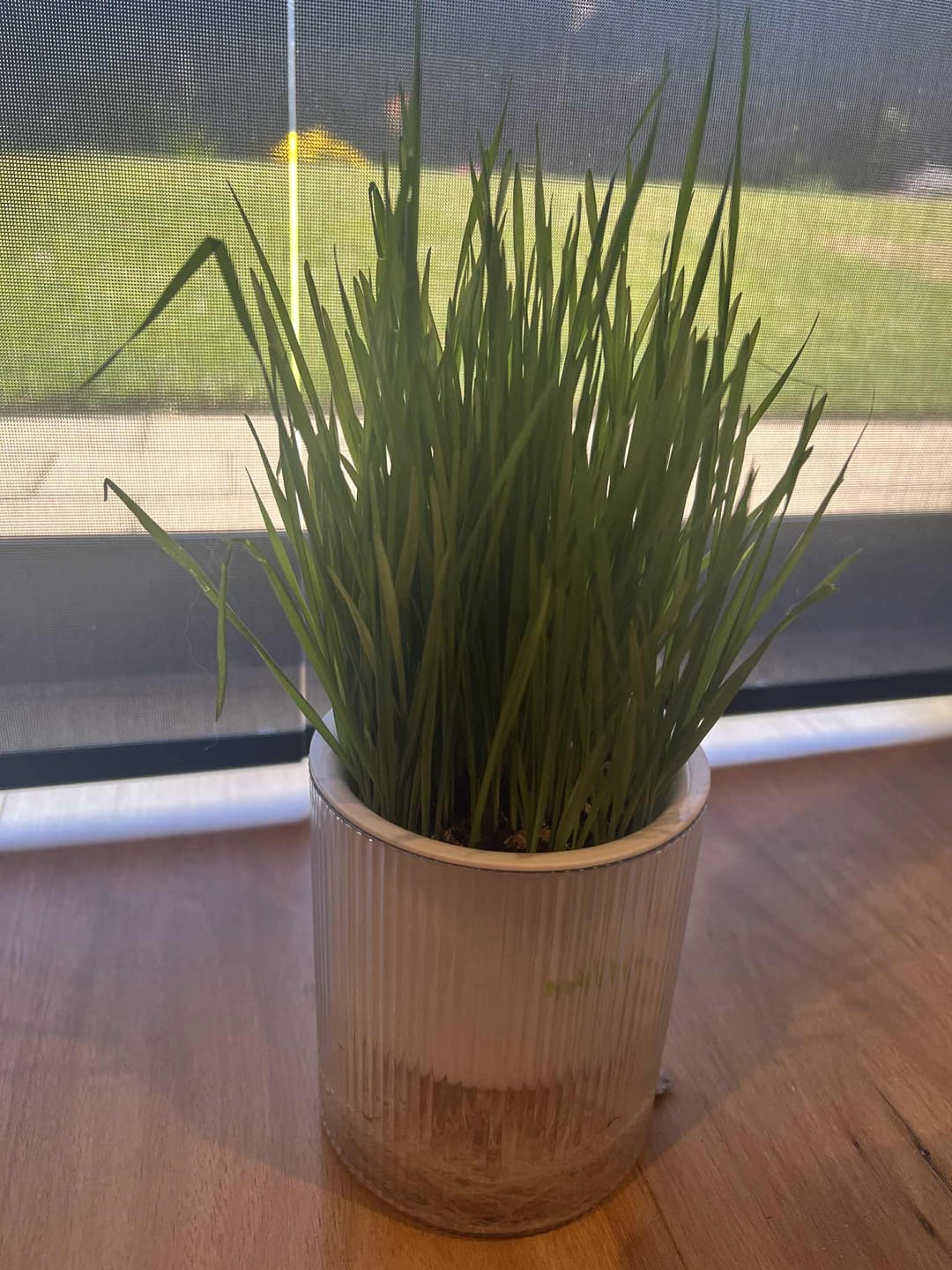 Customer photo review of MICHU All-in-One Soil-Free Cat Grass Grow Kit with Australian Seed and Mulch, Made in Australia