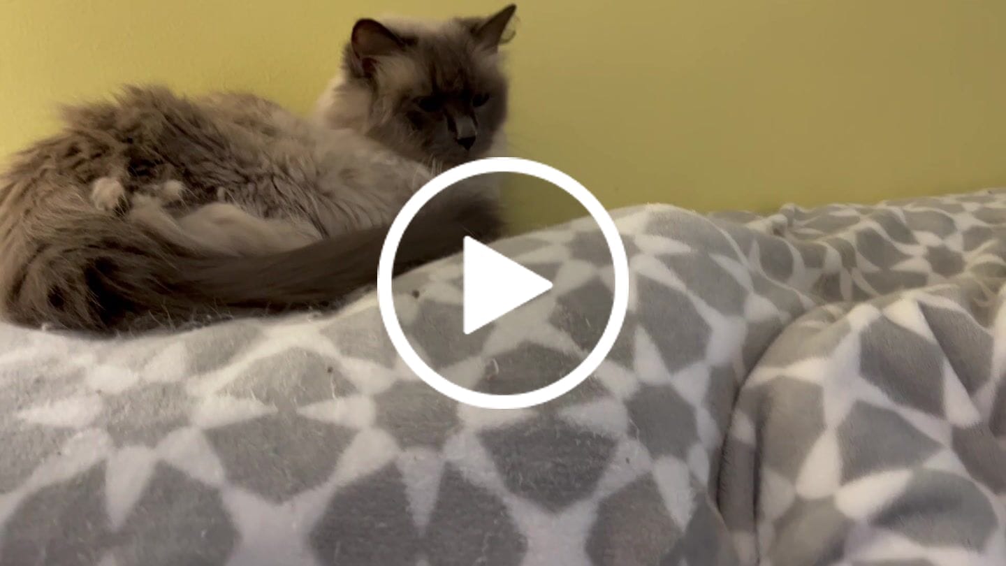 Customer video review of Cat Dental Care & Bad Breath Remedy