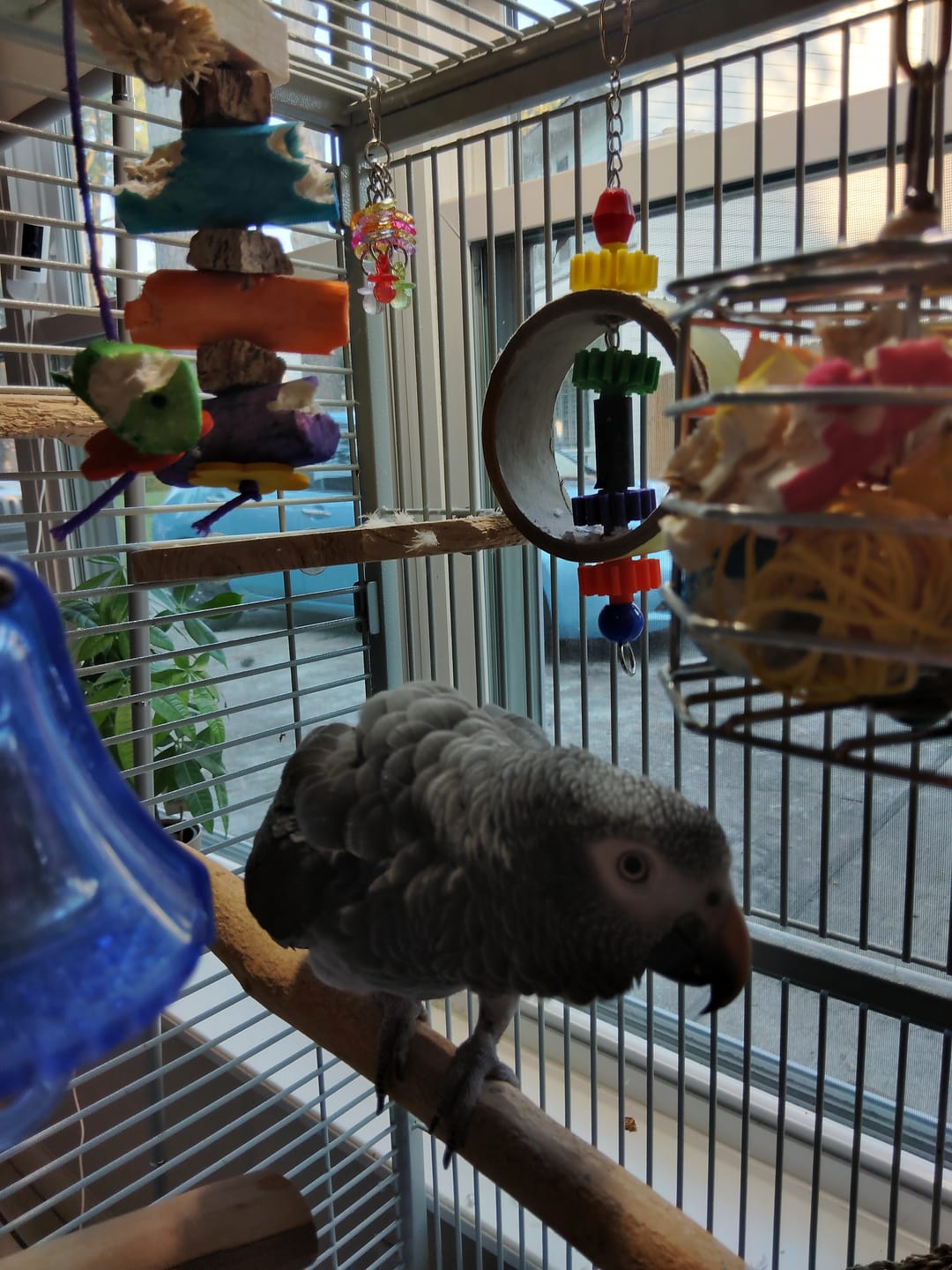 Customer photo review of Sola Surprise - Super Bird Creations