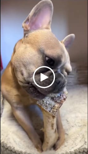 Customer video review of Ostrich Foot Bone (7" x 3.5"): The Flavorful & Long-Lasting Chew for Medium to Large Dogs