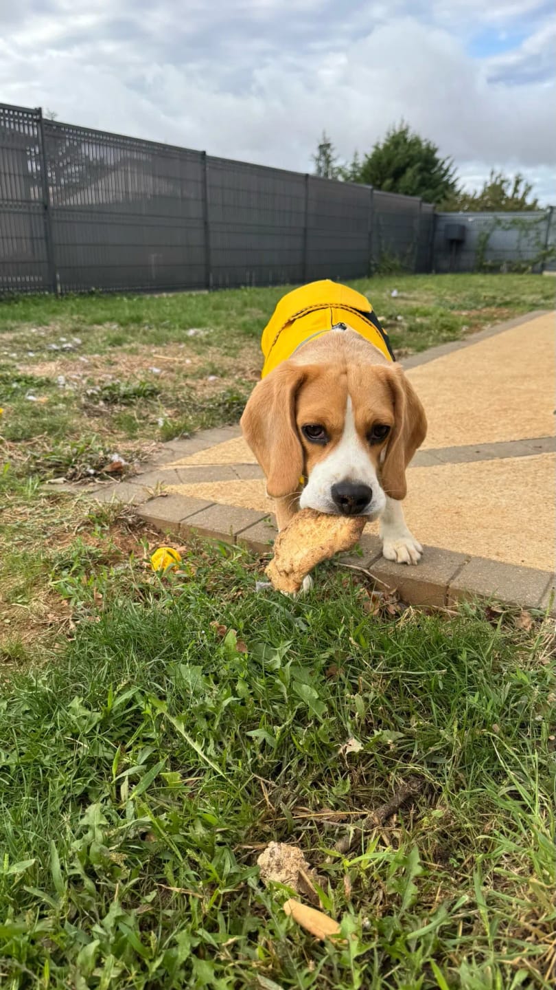 Customer photo review of Waterproof Puppy & Dog Raincoat – Lightweight Pet Jacket with Hood, Leash Hole & Reflective Safety Strips