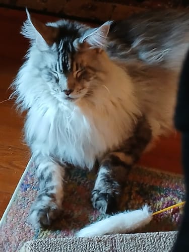 Customer photo review of Dr. Knojoy's - Swiss Water Decaf