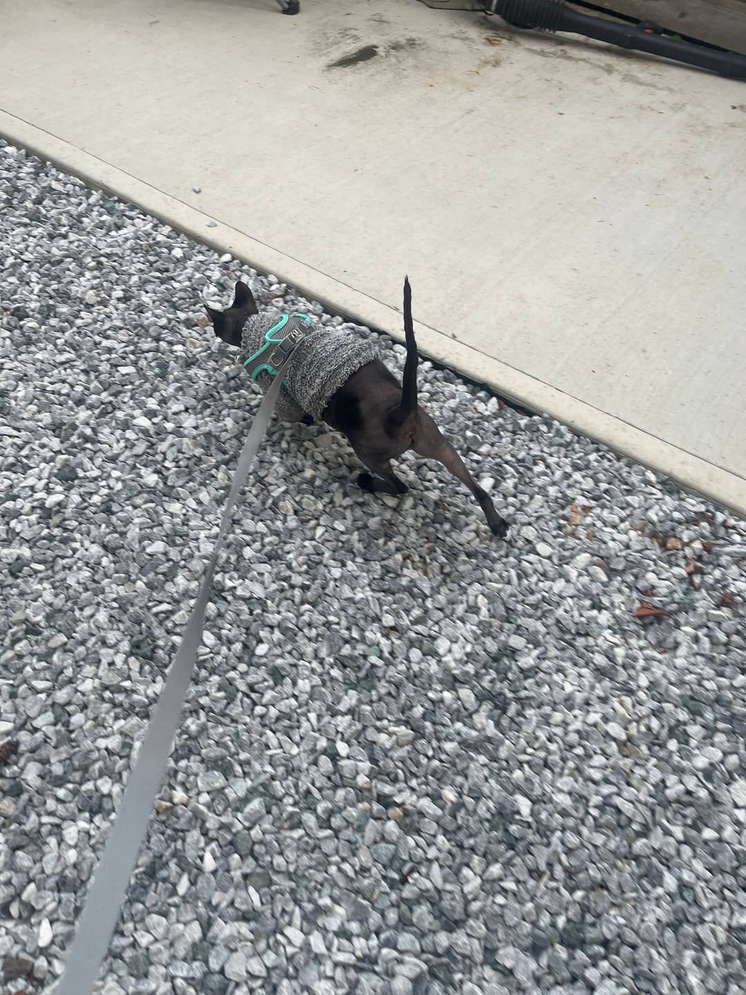 Customer photo review of Explorer Harness | Less boredom. More discovery. A better life for your indoor cat.