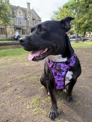 Customer photo review of Tough Trails™ Harness - Roaming Wild