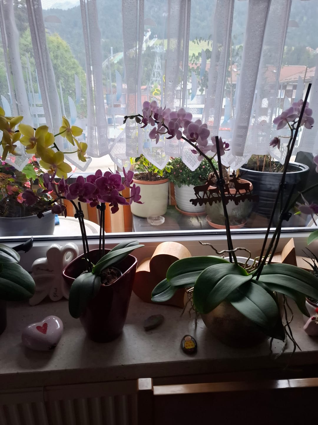 Customer photo review of Table Dance Aliyah Spots mit rosa-violett-gefleckten Blüten und 2 Rispen