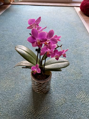 Customer photo review of Duftphalaenopsis Secret Fragrance mit rot-pinken Blüten und 2 Rispen