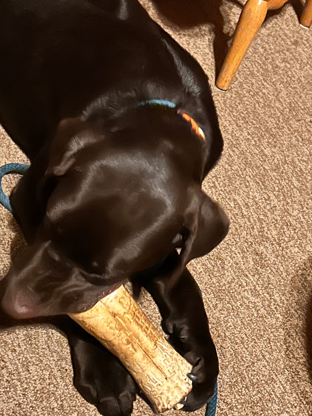 Customer photo review of 10-12 Inch Peanut Butter Cheek Roll