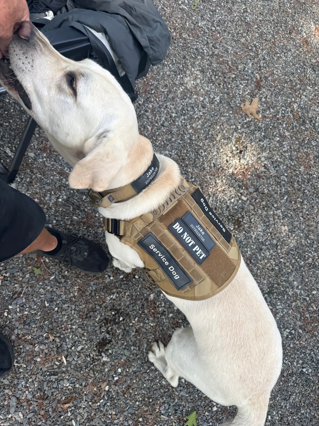 Customer photo review of Metal-Buckle Tactical K9 Dog Collar With Hook & Loop Panel & Top Handle
