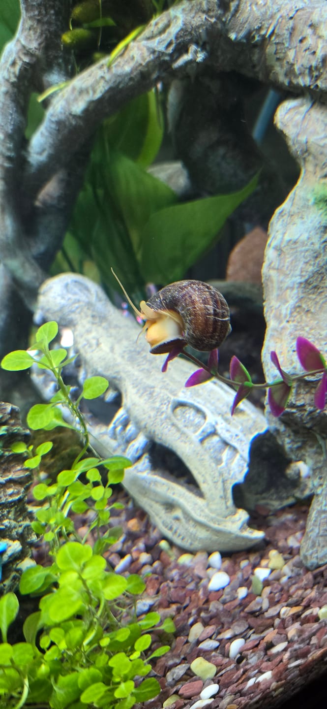 Customer photo review of Mystery Snail Mix (3 pack)