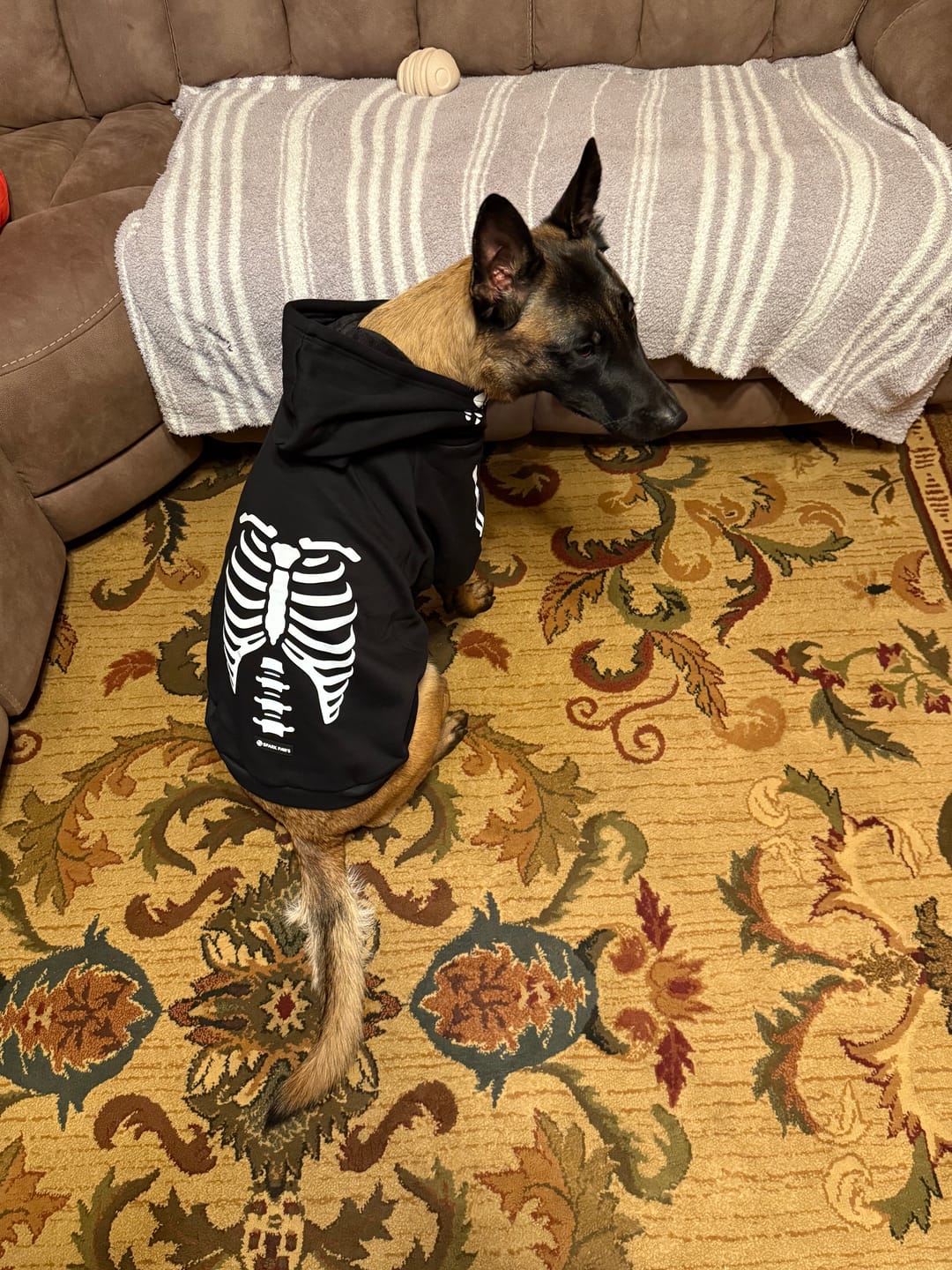 Customer photo review of Halloween Dog Hoodie - Reflective Skeleton
