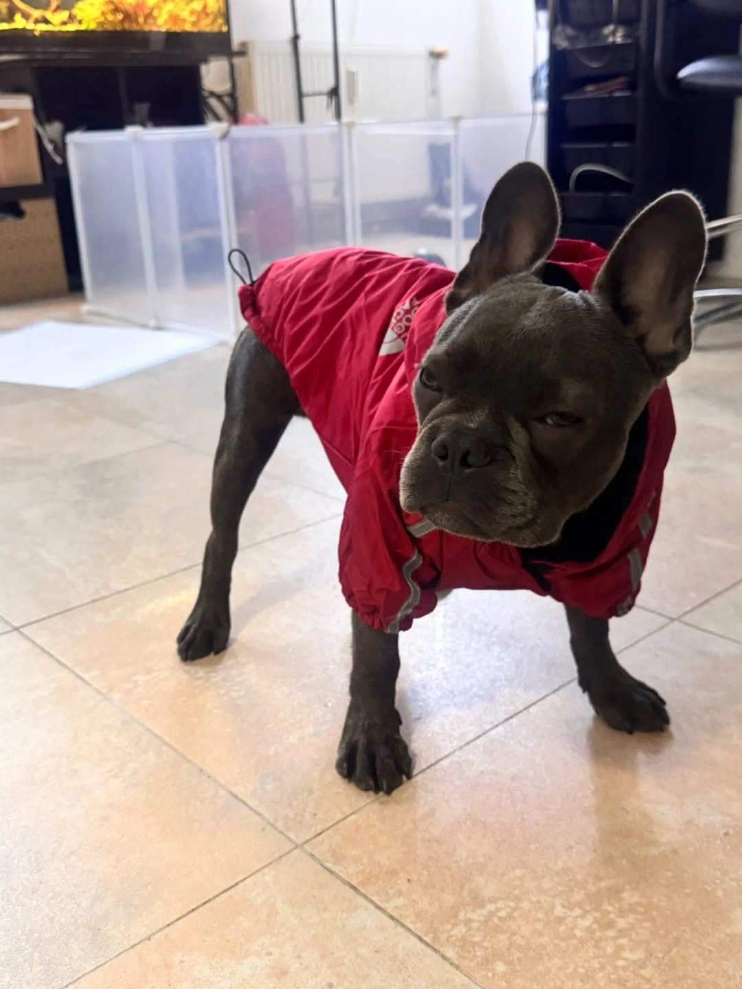 Customer photo review of Autumn Winter Pet Dog Waterproof Warm Coat Cotton Hooded Jacket The Dog Face Small Dogs Cat Reflective Pet Clothes Winter Coat