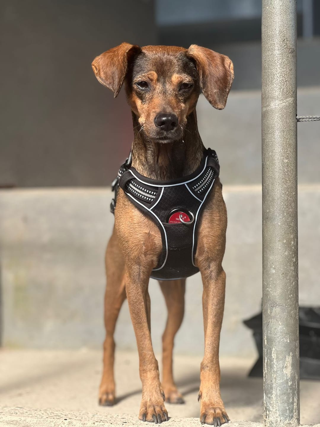 Customer photo review of Allergietest Pro Hund