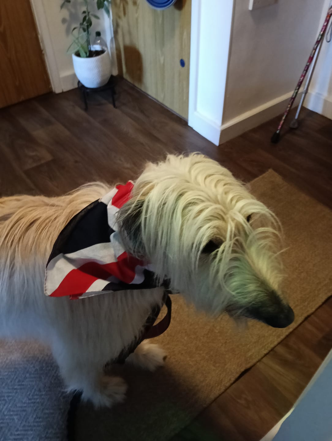 Customer photo review of Green Lipped Mussel Powder For Dogs