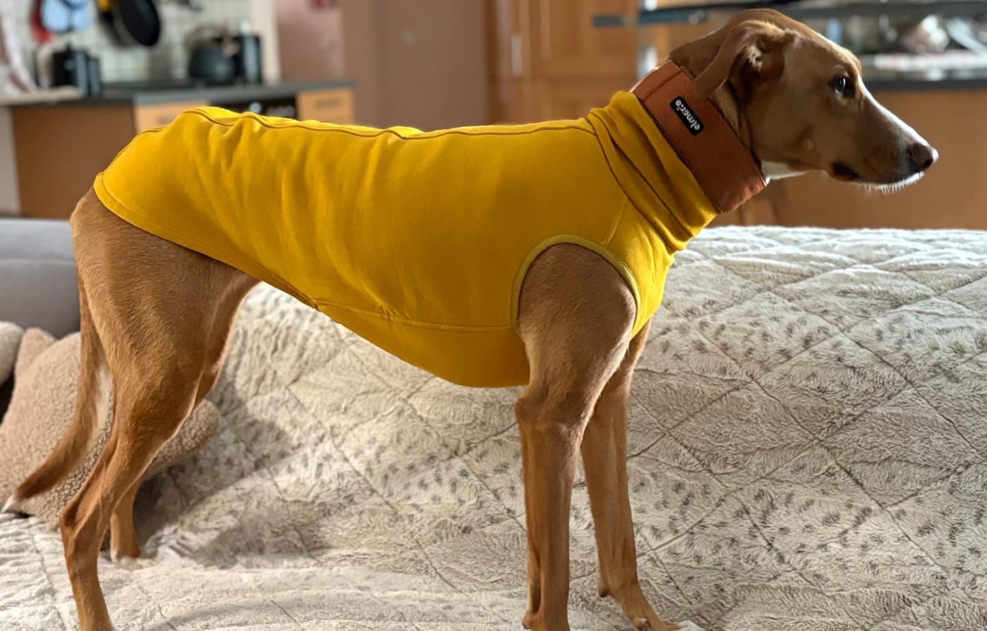 Customer photo review of Winnipeg "Mustard"