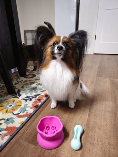 Customer photo review of FreezWhisk Cat Calm Feed Bowl