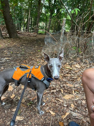 Customer photo review of Sighthound Escape Proof Harness