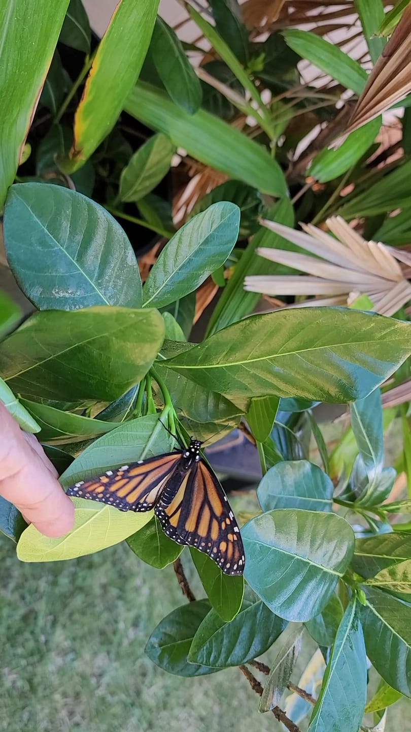 Customer photo review of (4) Classic Chrysalis Boxes + FREE GIFT (Hawaii Only)