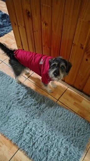 Customer photo review of Autumn Winter Pet Dog Waterproof Warm Coat Cotton Hooded Jacket The Dog Face Small Dogs Cat Reflective Pet Clothes Winter Coat