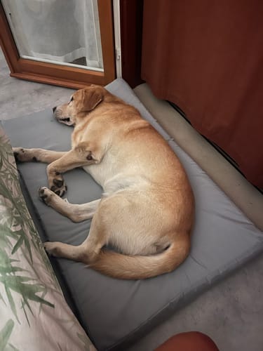 Customer photo review of Materassino Sfoderabile Cotone Unito Siena Grigio Chiaro