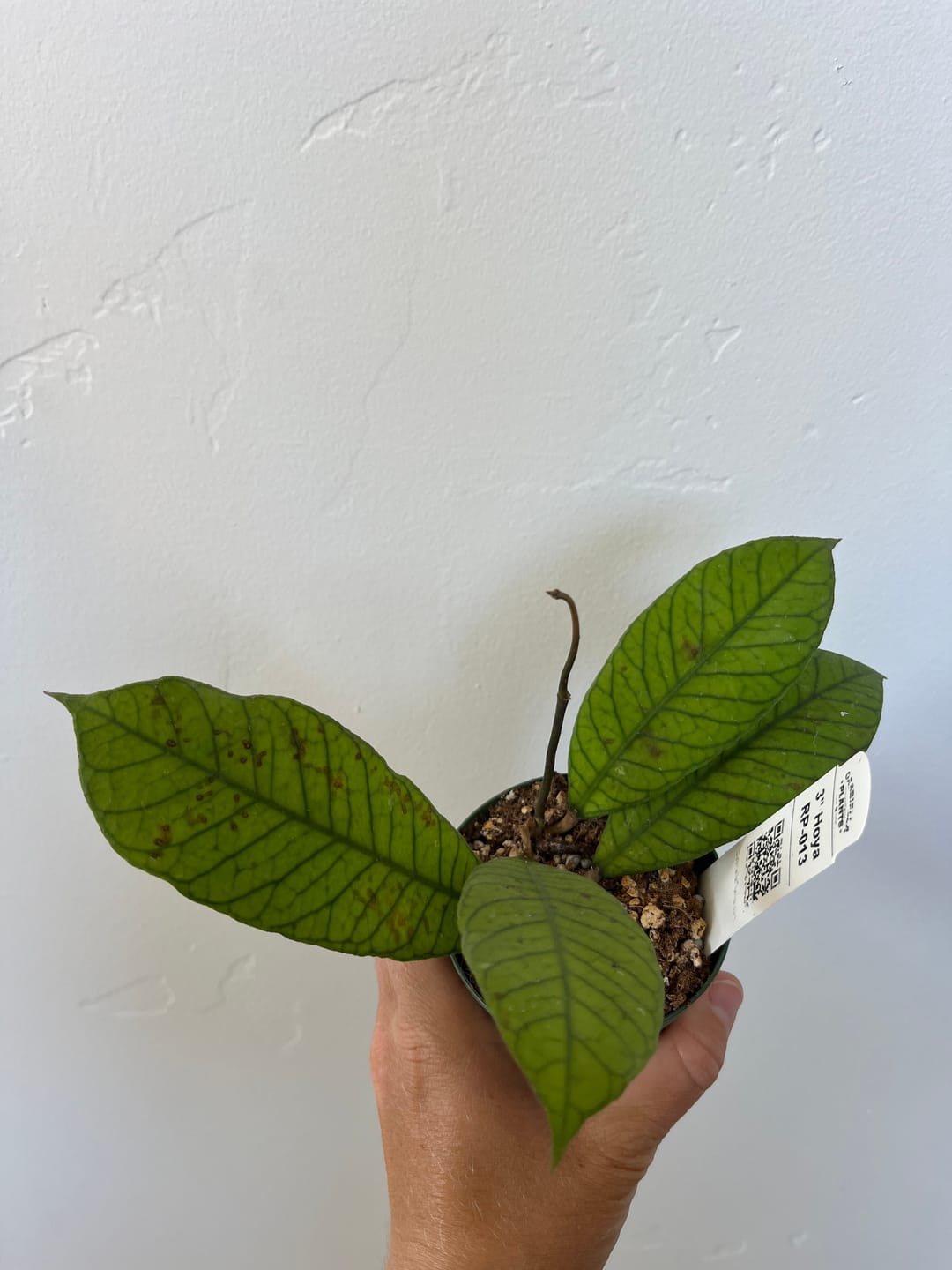 Customer photo review of Hoya RP-013