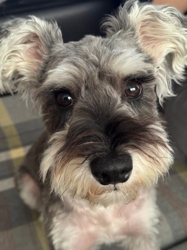 Customer photo review of FunFunPet 高機能ハーネス（お名前タグ作成サービス付き）