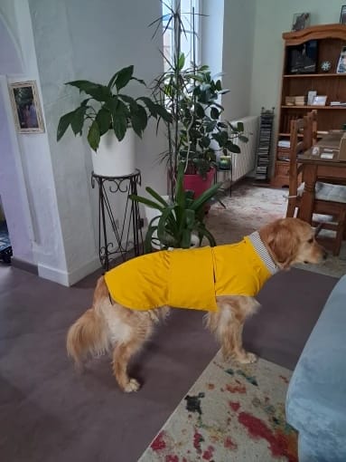 Customer photo review of Waterproof Puppy & Dog Raincoat – Lightweight Pet Jacket with Hood, Leash Hole & Reflective Safety Strips