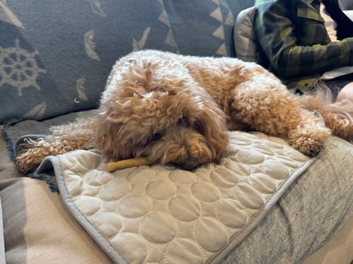 Customer photo review of The Ultimate Cooling Pet Mat