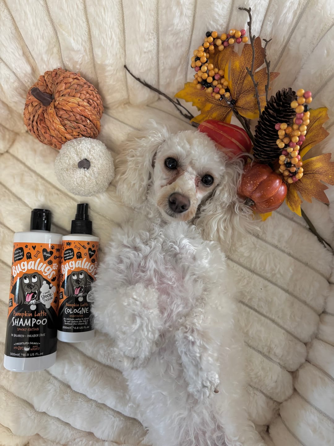 Customer photo review of Spooky Edition: Pumpkin Latte Bundle (Shampoo + Cologne)