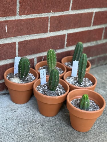 Customer photo review of Trichocereus Hybrid Variety Packs | Cactus Collector Variety Packs