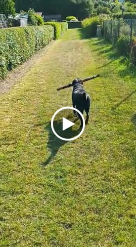 Customer video review of Wurmtest Plus Hund