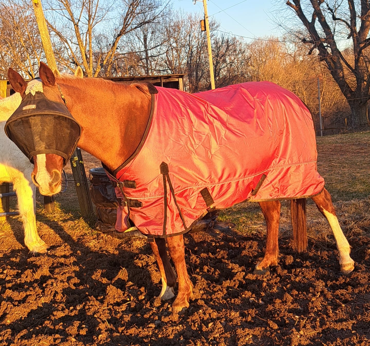 Customer photo review of Solar Vizor Fly Mask - Standard Style