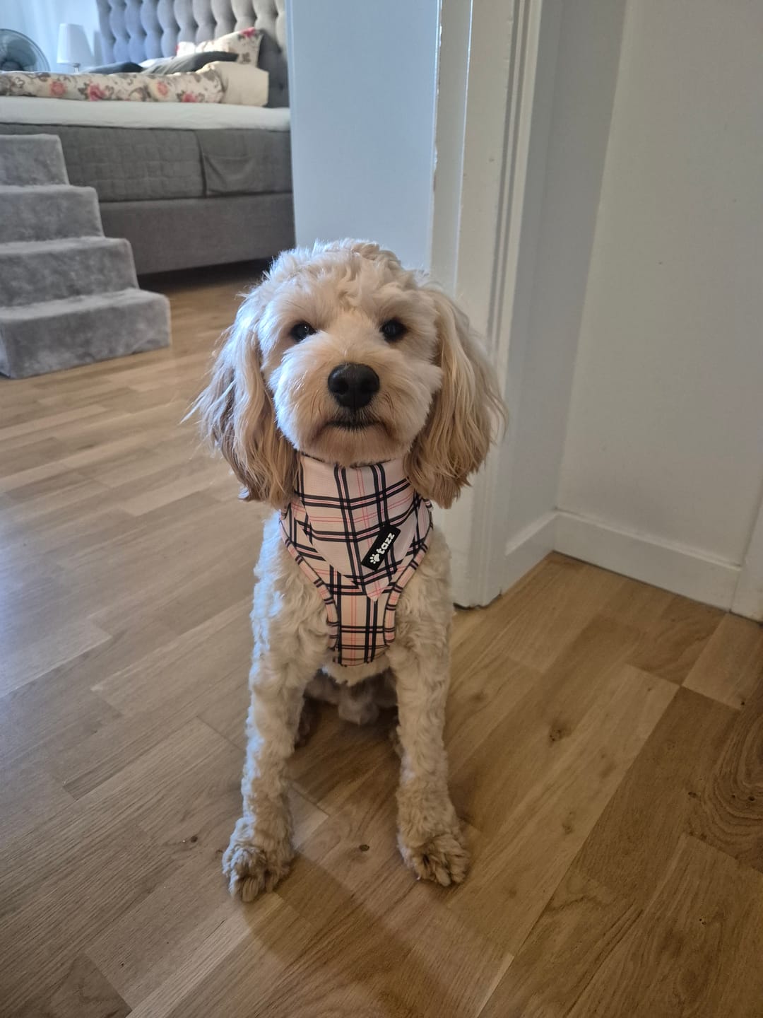 Customer photo review of Bandana - Furburry