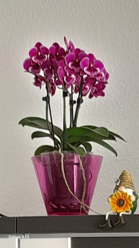 Customer photo review of Große Two of Us Tying Shin Black Bear mit dunkelvioletten Blüten und 4 Rispen