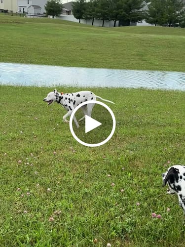 Customer video review of DA-1™ Daily All-in-One Complete Care