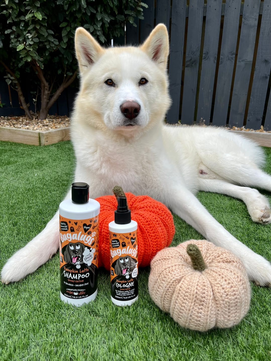 Customer photo review of Spooky Edition: Pumpkin Latte Bundle (Shampoo + Cologne)