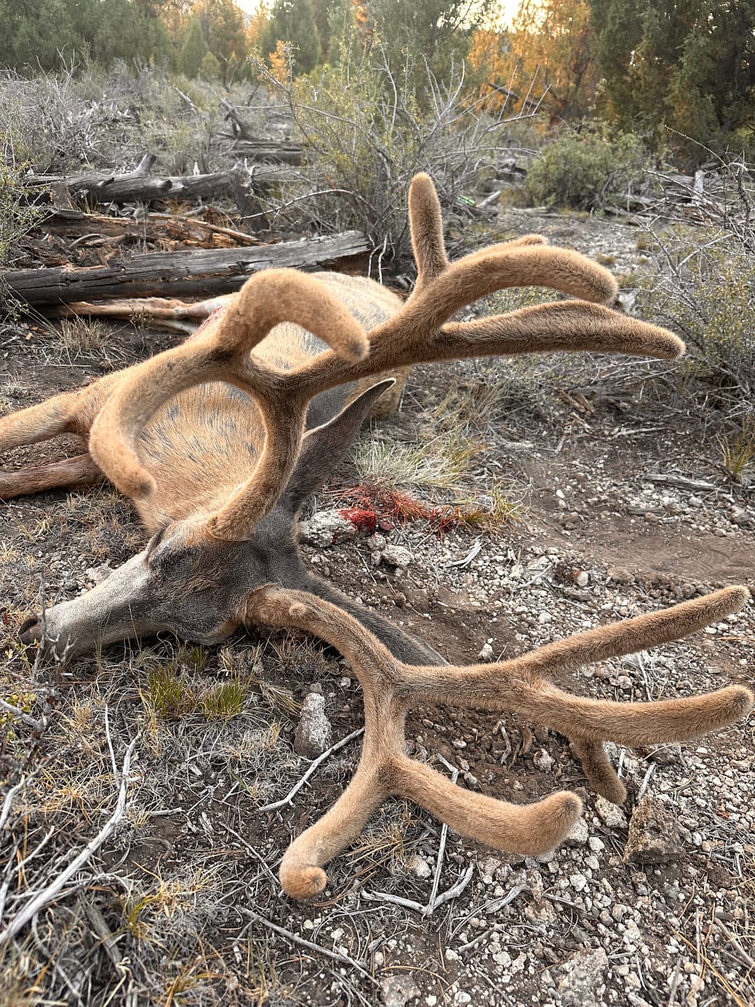 Customer photo review of Titanium Broadheads