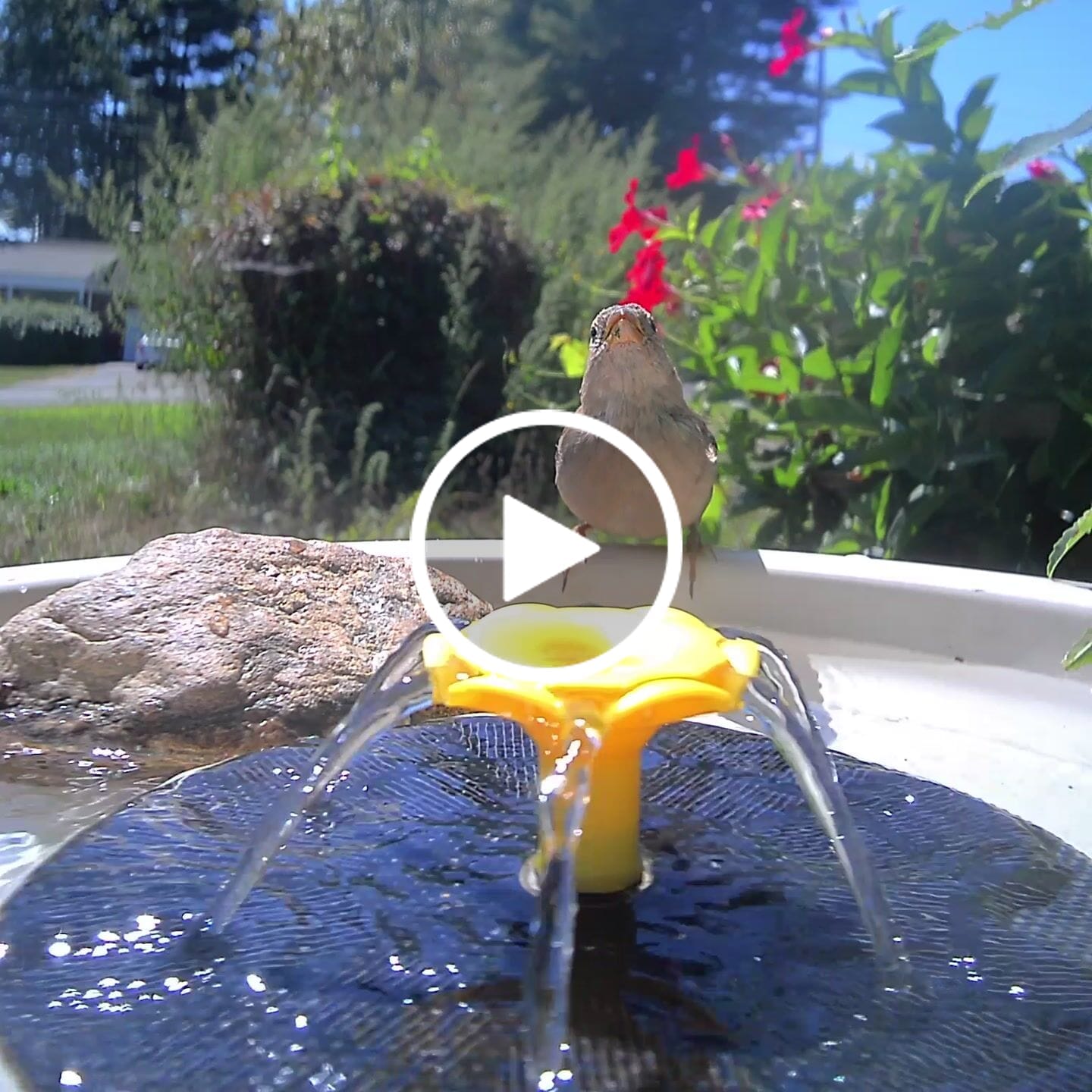Customer video review of Birdfy Bath Pro - Solar-Powered Smart Birdbath with Fountain