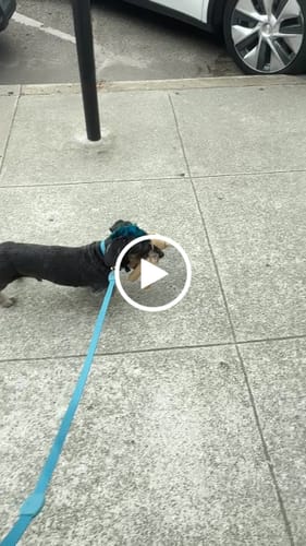 Customer video review of Spike Bones Gold