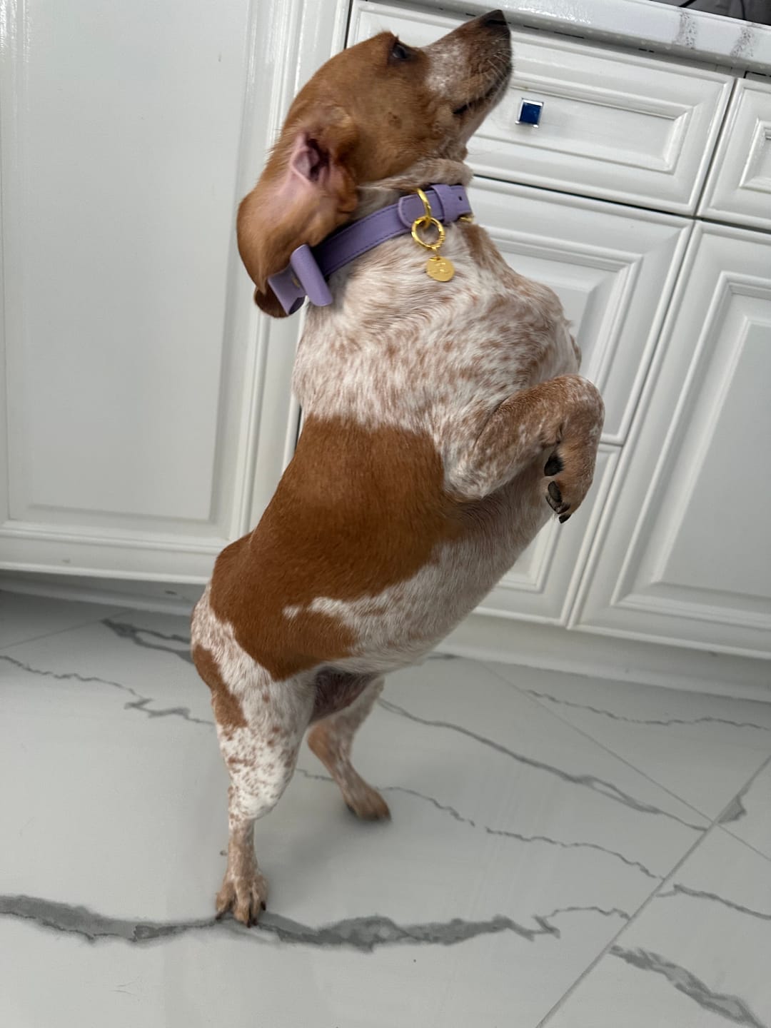 Customer photo review of Vegan Leather Dog Collar
