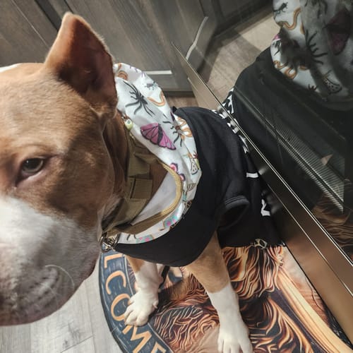 Customer photo review of Classic Heavy-Duty Tactical No-Pull Team K9™ Dog Harness With Front & Back D-Rings, Quick-Release Metal-Buckles, Hook & Loop Panels, & Top Handle